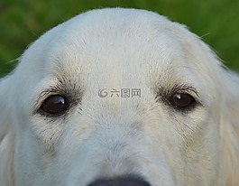 狗,接下來的狗,金毛獵犬
