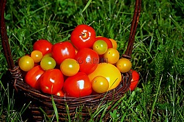 西紅柿,食品,維生素