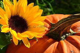 太陽(yáng)花,收獲,南瓜