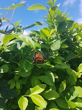 葉,植物區(qū)系,自然