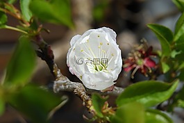 蘋果花,春天,性質(zhì)