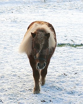 shetlander,雪,牧場