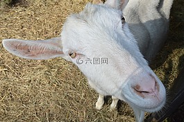 荷兰melkgeit,山羊,牛