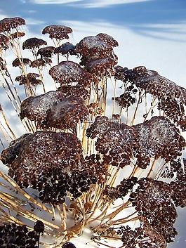 花,果凍,冷