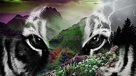 動物世界,野貓,捕食者