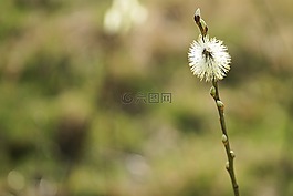 小貓,褪色柳,春天