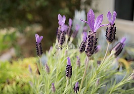 薰衣草,花,花園