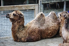 駱駝,動物,野生動物