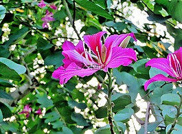 花,熱帶,異國(guó)情調(diào)