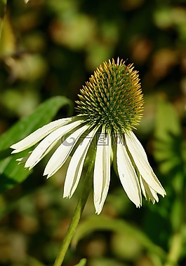 夏天,coneflower,花园
