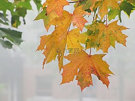 秋,秋天的顏??色,秋天的樹(shù)葉