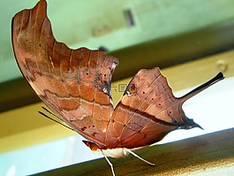 蝴蝶,性質,翅膀
