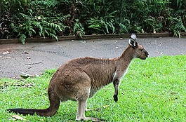 袋鼠,草,動物