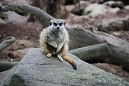猫鼬,suricate,suricata suricatta