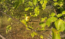 花園,蘋果,樹