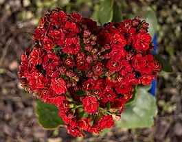 紅色,花,心