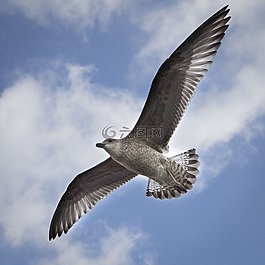 鳥(niǎo),飛行,海鷗