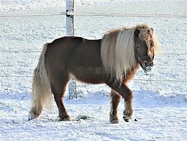 馬,小馬,牧場
