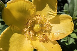 花,黃色,雄蕊