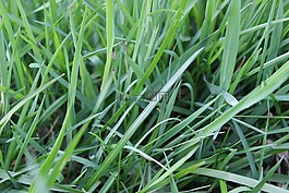 葉片草,草地,牧場