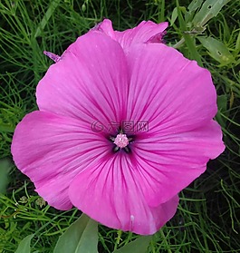 粉紅色,花卉,近