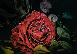 羅莎,紅色,雨