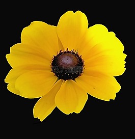 花,黃色,夏季