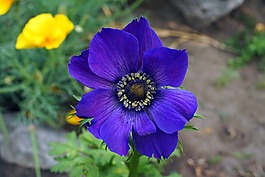 花卉,鲜花,布鲁姆