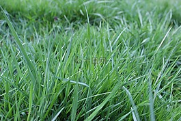 葉片草,草地,牧場