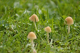 草,羅莎,滴