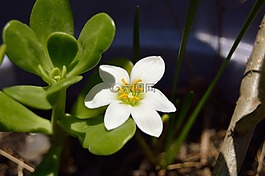花,白,春