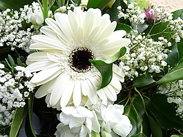 白,非洲菊,开花