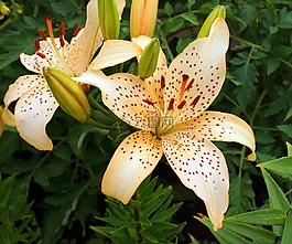 花卉,百合,鮮花