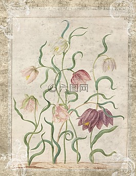 釀酒,鮮花,植物