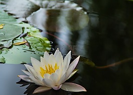 睡蓮,花朵,清晨