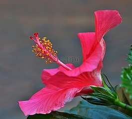 芙蓉花,红色,花
