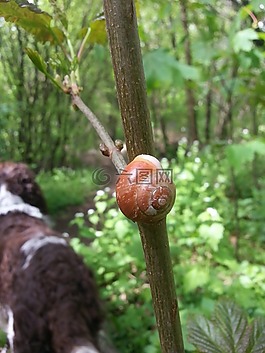 殼,蝸牛,動(dòng)物