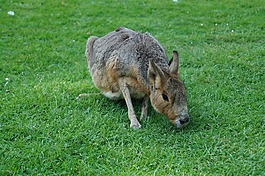 動(dòng)物園,野兔,孔雀