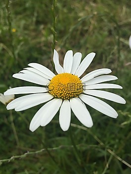 花,草地,雛菊