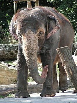象,地點,動物園
