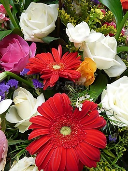 白,非洲菊,开花