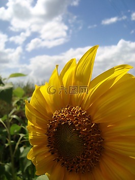 向日葵,光明,花