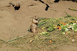 嚙齒動物,動物園,可愛