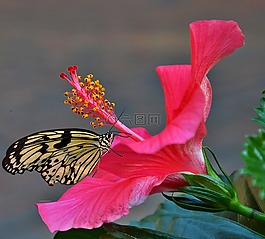 芙蓉花,紅色,雌蕊