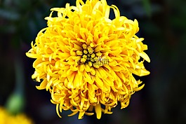 黃色,花,自然
