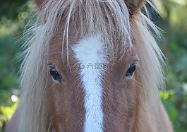 設得蘭小馬,小馬,下馬