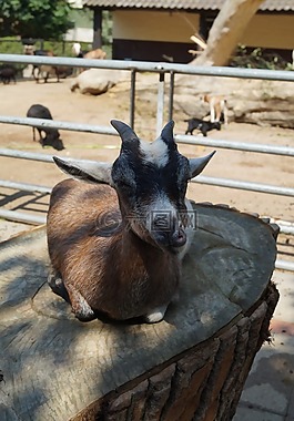 動(dòng)物園,山羊,年輕的動(dòng)物