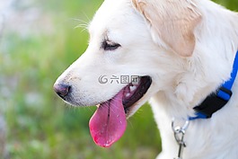 狗,金毛尋回犬,舌頭