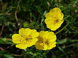 阿尔卑斯山布朗,花,开花