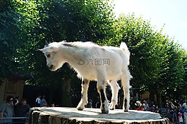 動(dòng)物園,山羊,年輕的動(dòng)物